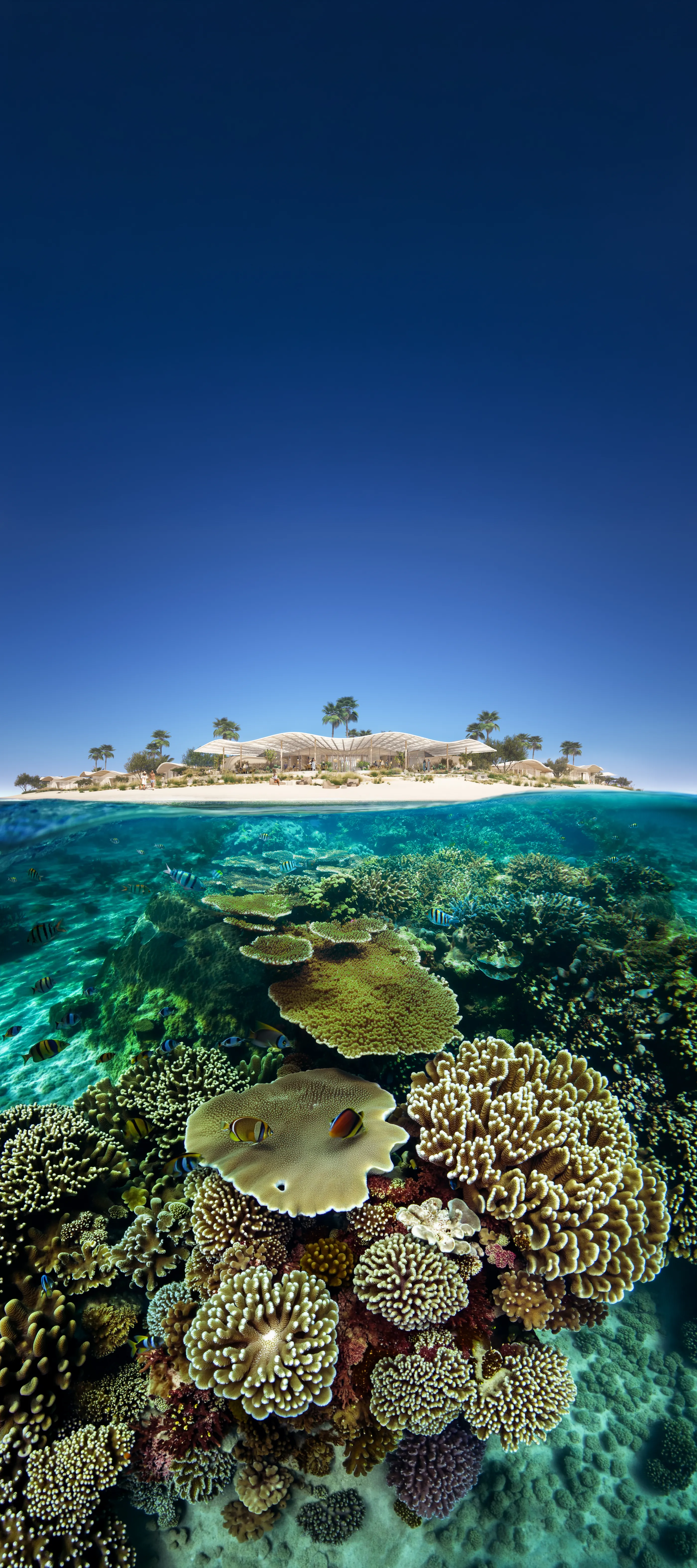 Descending from the Shura Island shore down through the living Red Sea reef.